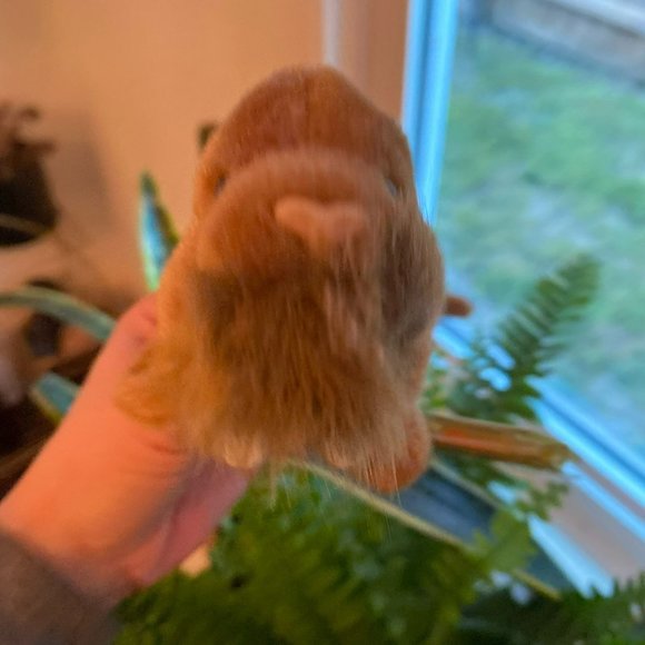 Ty Beanie Baby -  Paul the Walrus - Style Number #04248 - Picture 6 of 6